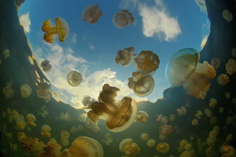 медузы1