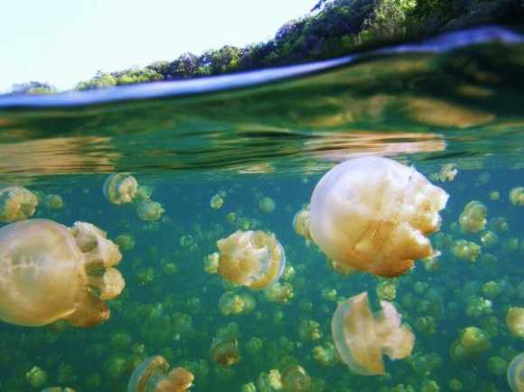медузы3