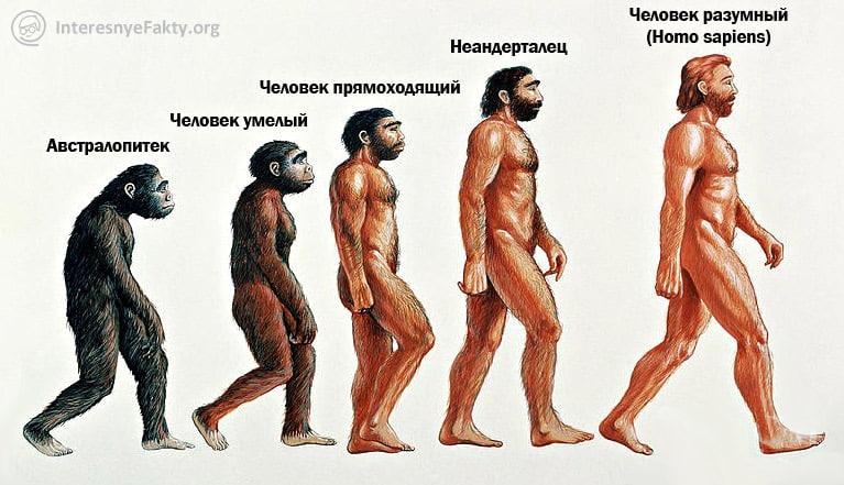 Проект на тему этапы эволюции человека